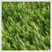 lawn weeds.