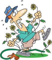 lawn weeds. weeds in lawn. patchy lawn with weeds. weeds  in lawn. 