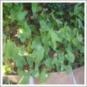lawn weeds.