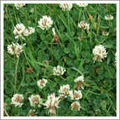 lawn weeds.