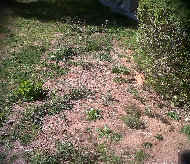 lawn weeds. weeds in lawns. weeds. broad leaf weeds.
