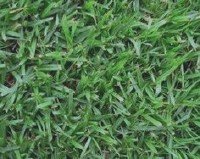 Green all year grasses