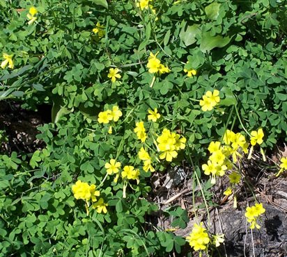 lawn weeds. weeds in lawns. weeds. broad leaf weeds.