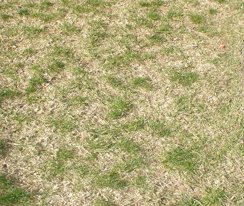 patchy lawn