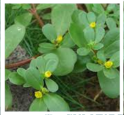 lawn weeds. Purslane