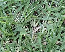 types of lawn grasses. lawn grass.