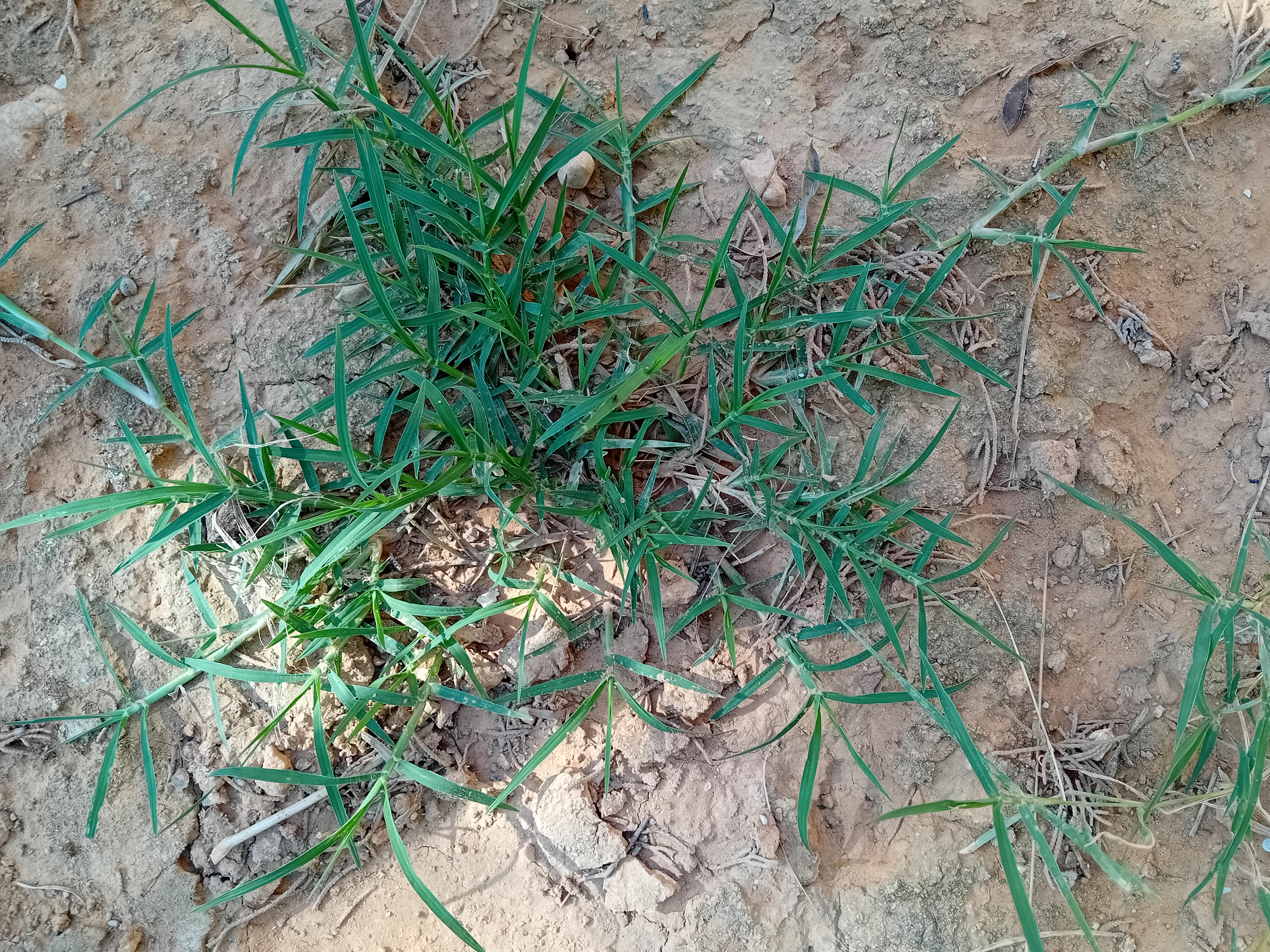 Artificial Grass Alternative