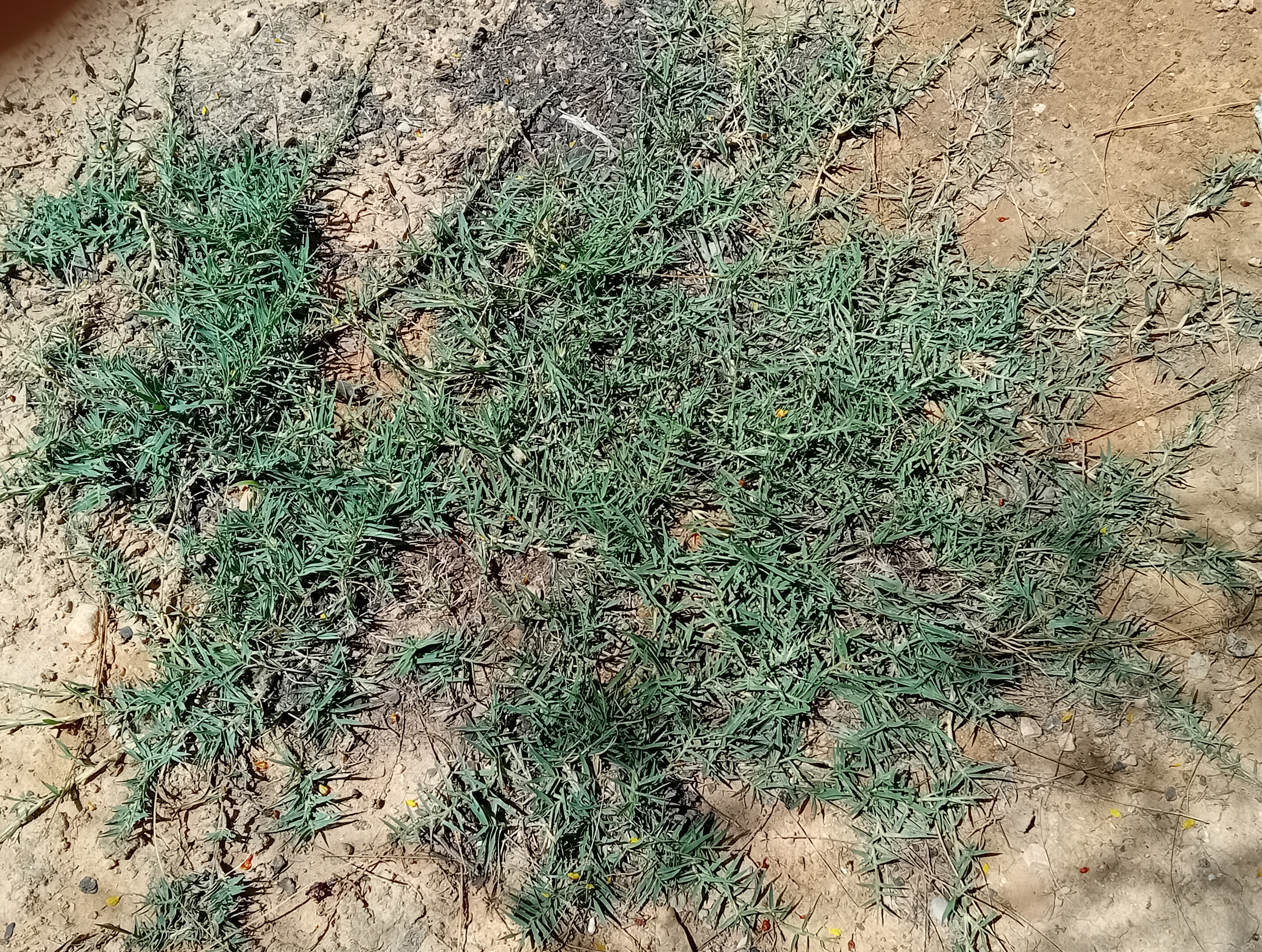 Artificial Grass Alternative