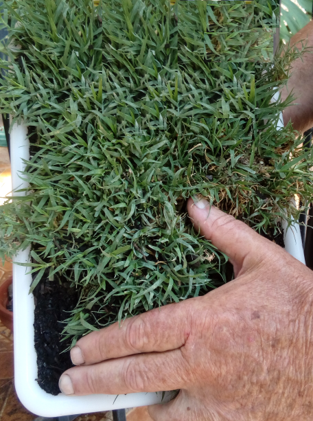 Artificial Grass Alternative