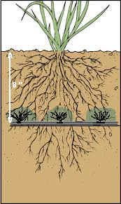 irrigation systems. irrigation supplies. neptune underground irrigation system.