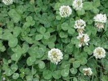 types of lawn grasses