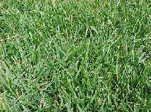types of lawn grasses