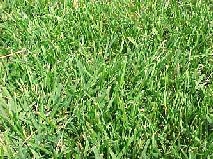 types of lawn grasses. lawn grass.