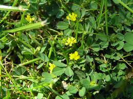 lawn weeds. weeds in lawns. weeds. broad leaf weeds.