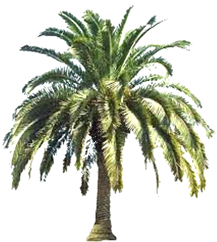 No more red weevil. Weevil juice. beetle juice. red weevil. black weevil. grubs. beetles. red palm. palm. beetle. weevil